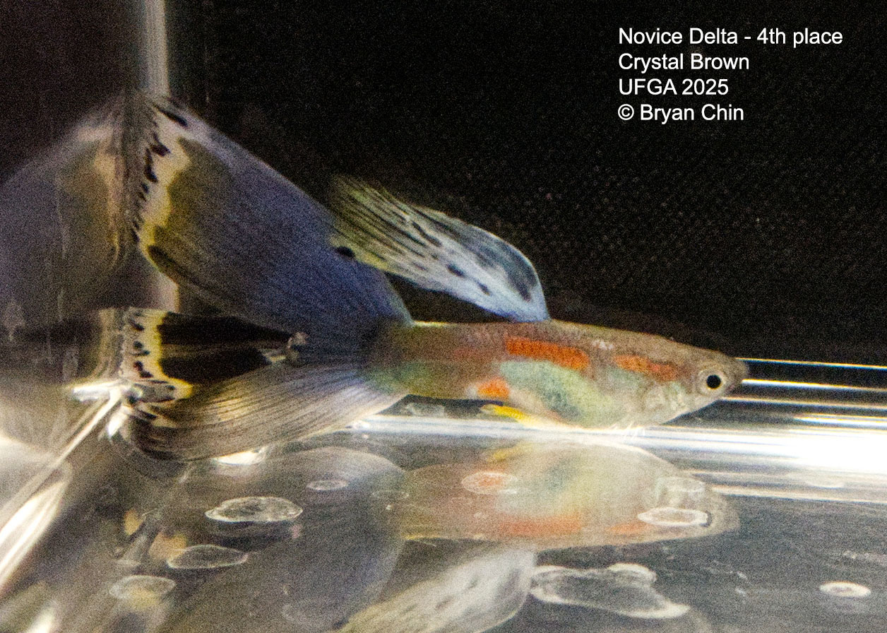 Guppy Novice